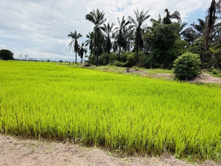 20,161 Sq Ft Freehold First Grade Land for Sale in Permatang Nibong, Penang - Photo 2