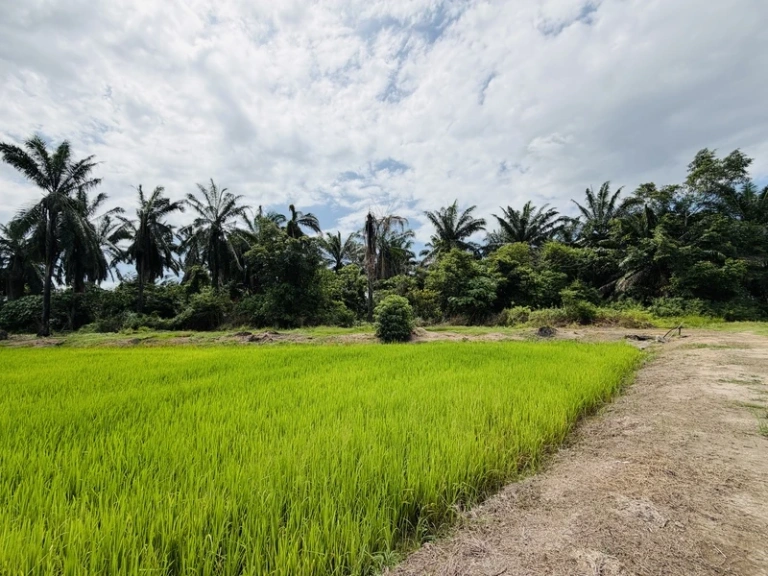 20,161 Sq Ft Freehold First Grade Land for Sale in Permatang Nibong, Penang - Photo 3