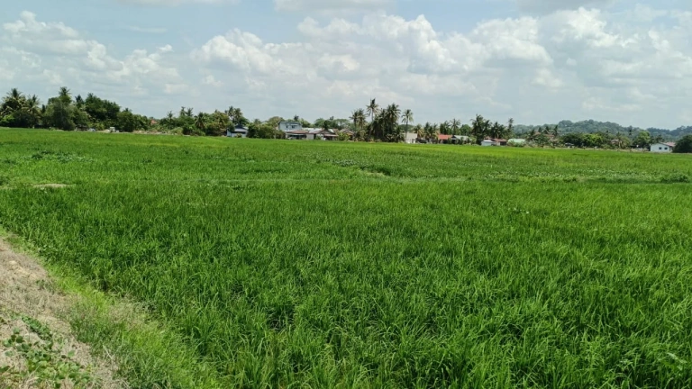 4,390 Sq Ft Freehold First Grade Land for Sale in Permatang Ara, Penang - Photo 2