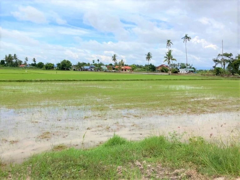 1.15-Acre Freehold Agriculture Land for Sale in Jalan Pasir Gebu, Penaga