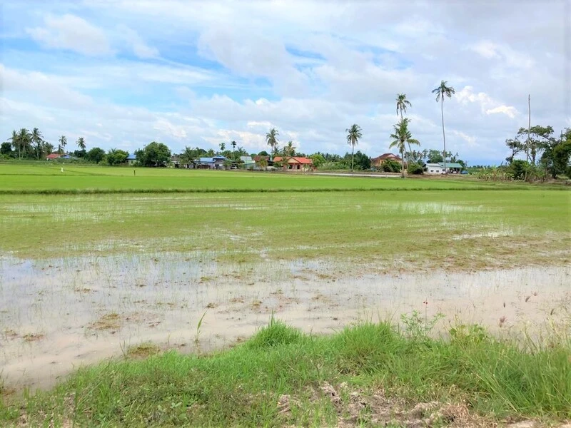 1.15-Acre Freehold Agriculture Land for Sale in Jalan Pasir Gebu, Penaga