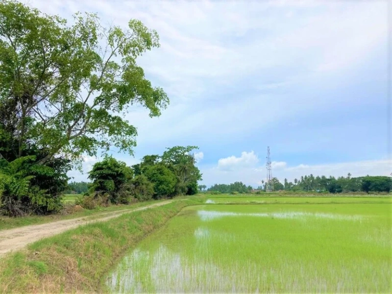 Tanah Pertanian First Grade Pegangan Bebas 1.15 Ekar di Jalan Pasir Gebu, Penaga - Gambar 2