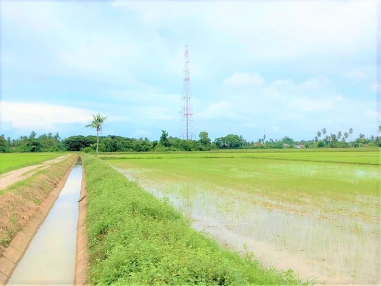 Tanah Pertanian First Grade Pegangan Bebas 1.15 Ekar di Jalan Pasir Gebu, Penaga - Gambar 3
