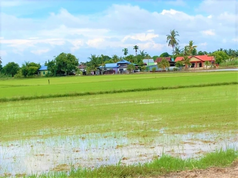 Tanah Pertanian First Grade Pegangan Bebas 1.15 Ekar di Jalan Pasir Gebu, Penaga - Gambar 4