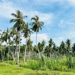 Tanah Pembangunan Bercampur Pegangan Bebas 9.68 Ekar untuk Dijual di Penaga, Pulau Pinang