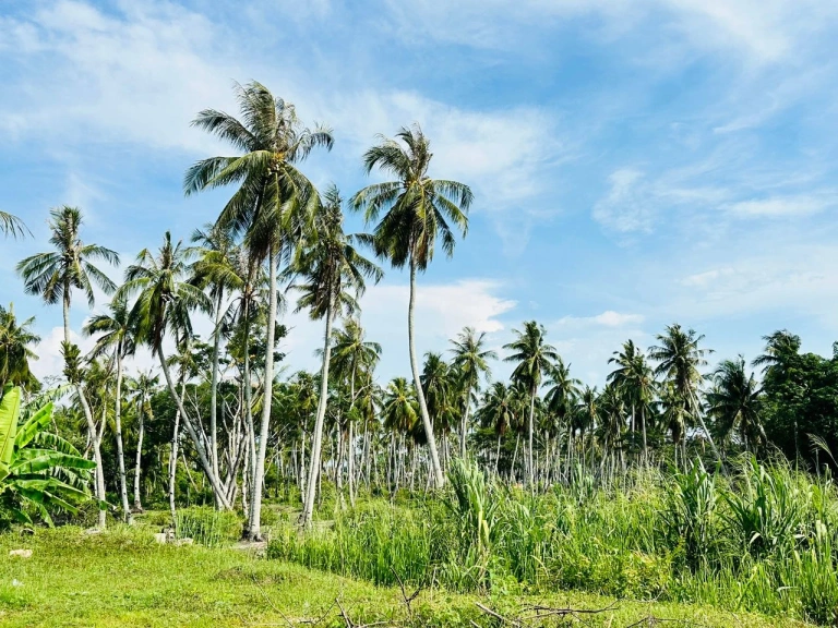 9.68-Acre Prime Freehold Mixed-Use Land for Sale in Penaga, Penang