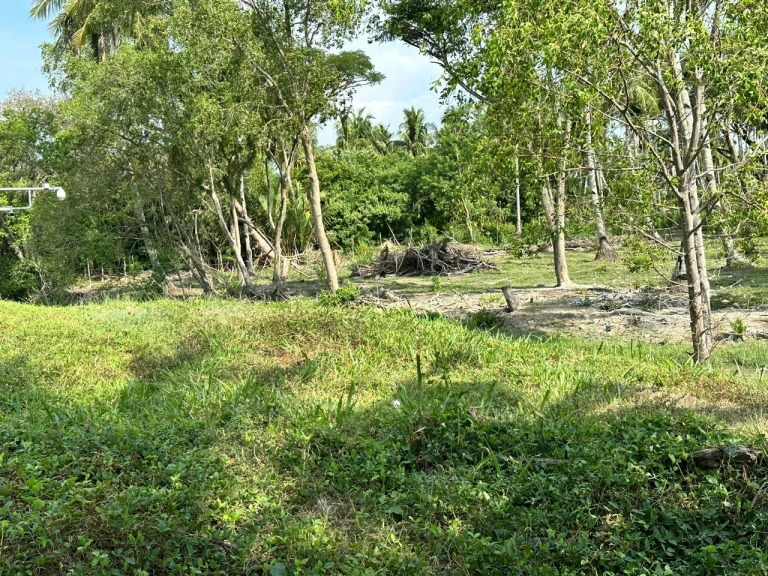 9.68-Acre Prime Freehold Mixed-Use Land for Sale in Penaga, Penang - Photo 3