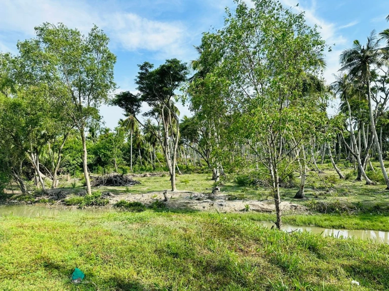 9.68-Acre Prime Freehold Mixed-Use Land for Sale in Penaga, Penang - Photo 8