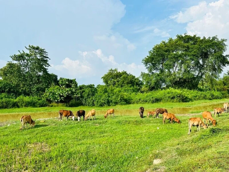 1.08-Acre Freehold Riverside Kampung Land for Sale in Ayer Itam, SPU - Photo 3