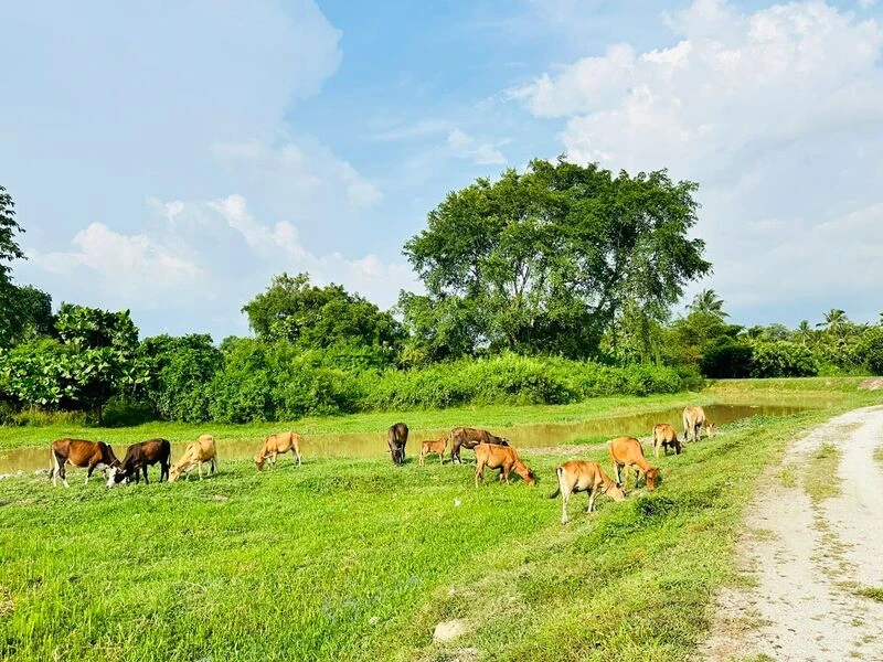1.08-Acre Freehold Riverside Kampung Land for Sale in Ayer Itam, SPU