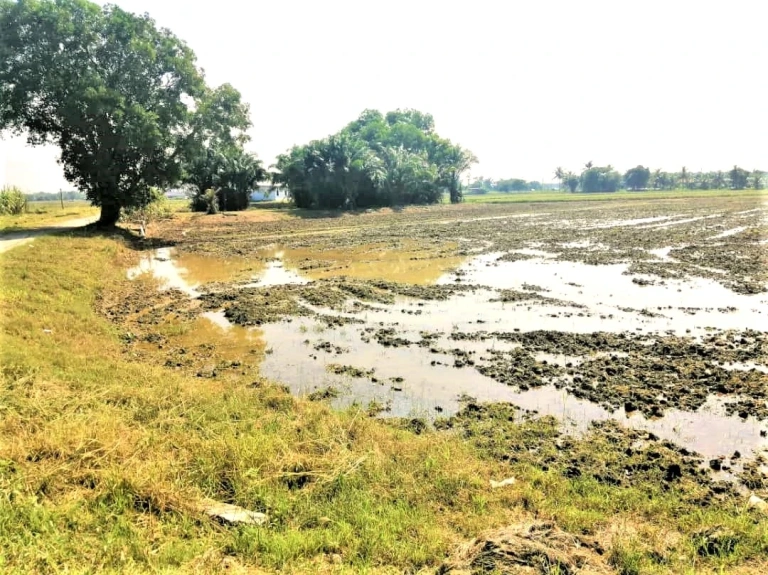 1.5-Acre Freehold Agricultural Land for Sale in Padang Menora, Penang - Photo 2
