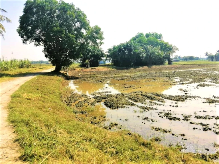 1.5-Acre Freehold Agricultural Land for Sale in Padang Menora, Penang - Photo 4