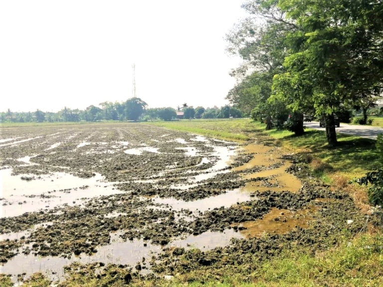 Tanah Pertanian Pegangan Bebas 1.5 Ekar Tepi Jalan Utama untuk Dijual di Padang Menora, Pulau Pinang - Gambar 3