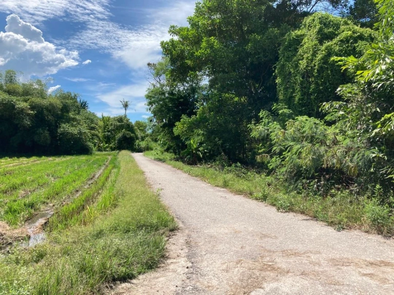 Freehold First Grade Land Plots for Sale in Pekan Darat, Penang - Photo 3